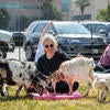 Staff practicing yoga outdoors with goats.